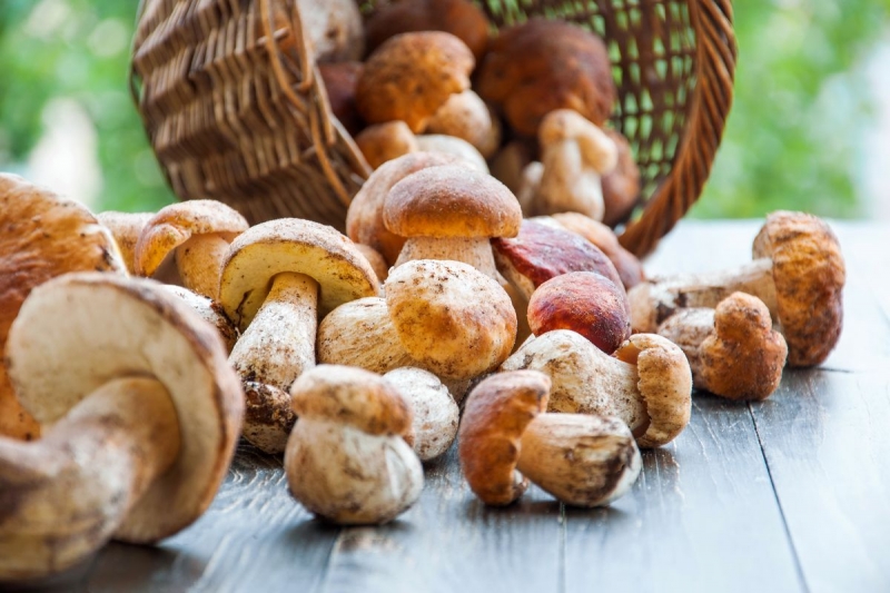 Dal 30 settembre cambiano le modalit� di pagamento per la raccolta funghi
